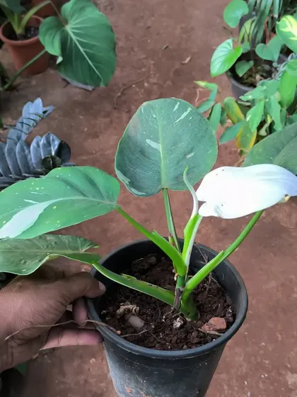 A new, almost pure white leaf unfurling on a Philodendron White Wizard. It's moments like these that make growing rare plants so exciting.