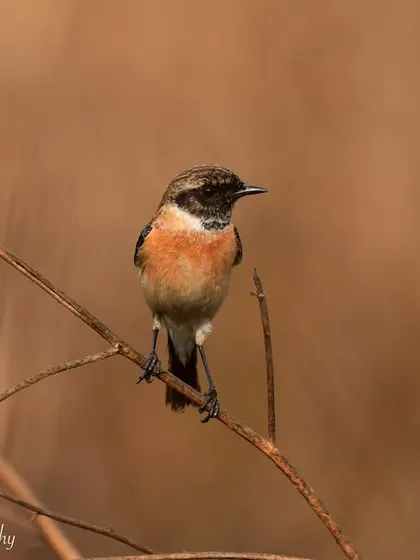 A Siberian Stonechat perched on a dry twig. The contrast between the bird and the warm, blurred background makes for a simple yet beautiful composition.