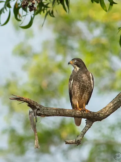 Another frame of the White-eyed Buzzard, this time with the remains of a previous meal hanging from the branch, a subtle clue to its life as a hunter.