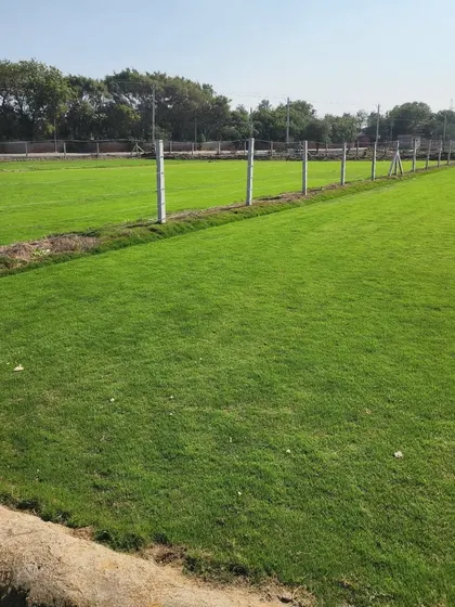 Our turf farm, bordered by a fence, shows a well-maintained and professional cultivation area.