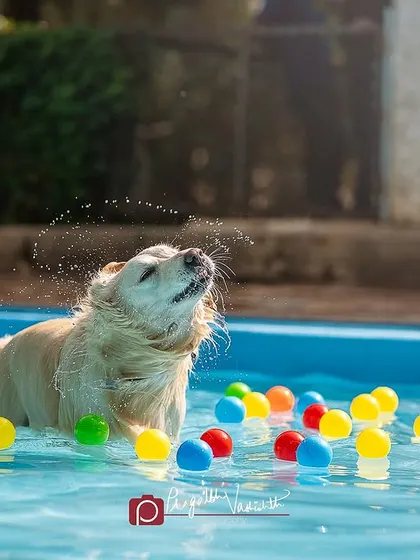 A Golden Retriever shaking off water in a pool full of colorful balls. Pool sessions are a fantastic option for water-loving dogs in the summer.