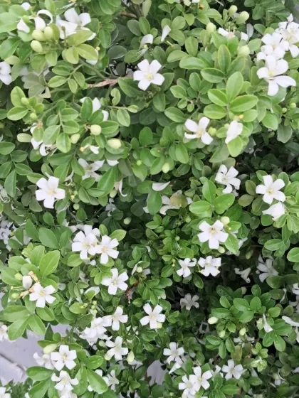The Madhukamini plant is covered in tiny, fragrant white flowers. It's a wonderful plant for adding a sweet scent to your garden.