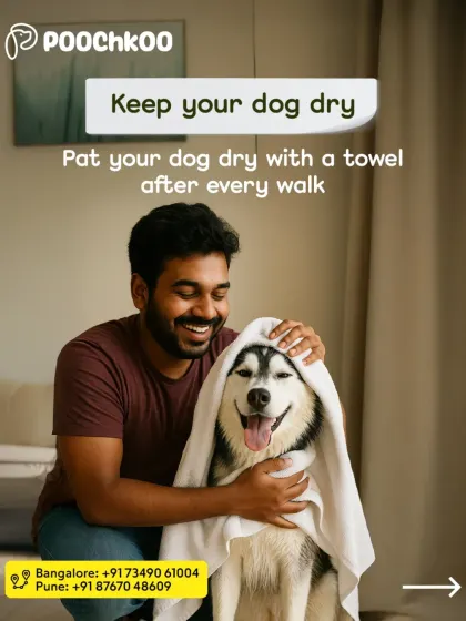 A happy husky getting a towel dry after a walk. Keeping your dog dry, especially during the humid monsoon season, is crucial for preventing fungal infections and skin issues. A quick pat down after every walk goes a long way.
