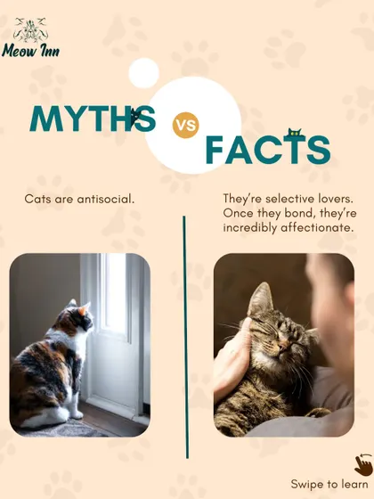 Myth: Cats are antisocial. Fact: They are selective and form deep, affectionate bonds with their families. We see this every day and help match their unique social needs to the right home.
