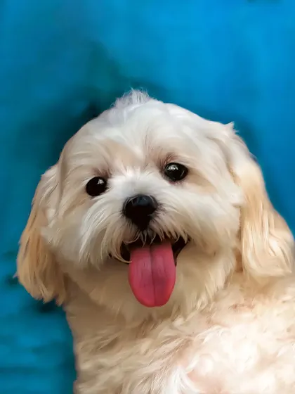 Meet adorable Snowy! This bright and airy portrait against a cool blue backdrop perfectly captures his sweet and cheerful personality.