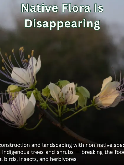 Native flora is disappearing due to rapid construction. We focus on reintroducing indigenous trees and shrubs, like the one pictured, to mend the broken food chain for local birds and insects.