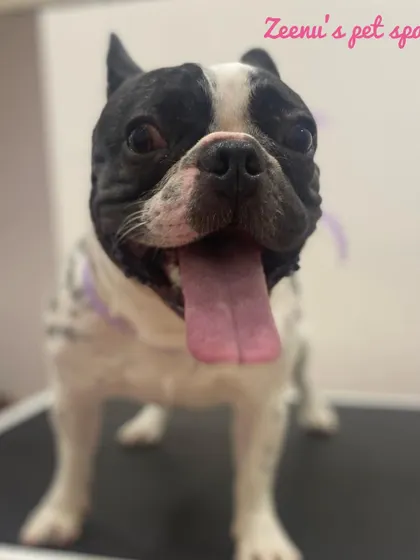 Rufus the French Bulldog has the happiest post-grooming smile. A quick bath and nail trim keeps him feeling fresh and comfortable.