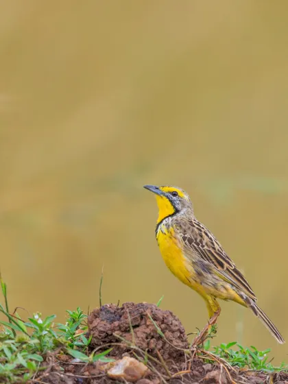 A Yellow-throated Longclaw surveys its surroundings from a small mound in Amboseli National Park. Its bright yellow throat is a splash of color in the dry savanna.