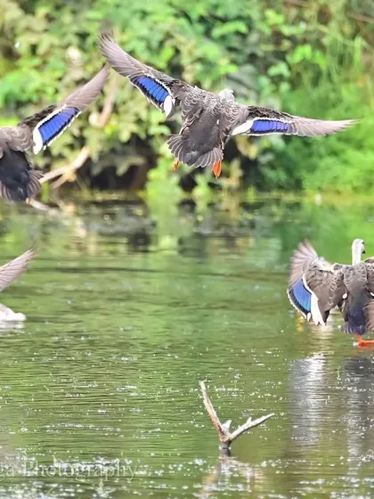 A veritable arc of speculums is on display as a flock of Spot-billed Ducks land on the water. The chaos of their arrival, with wings flashing shades of indigo and blue, creates a moment of dynamic, noisy beauty on the wetland.