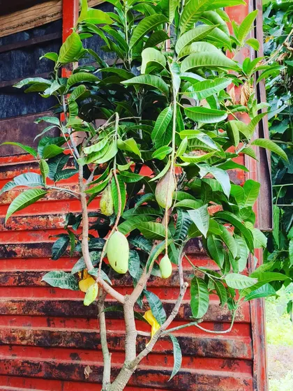 Another shot of a young Thai mango tree with fruit. It's very rewarding to grow your own food, and I can help you get started.