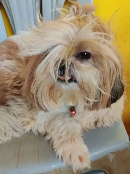 This Shih Tzu is serving some serious diva looks, and we are here for it.