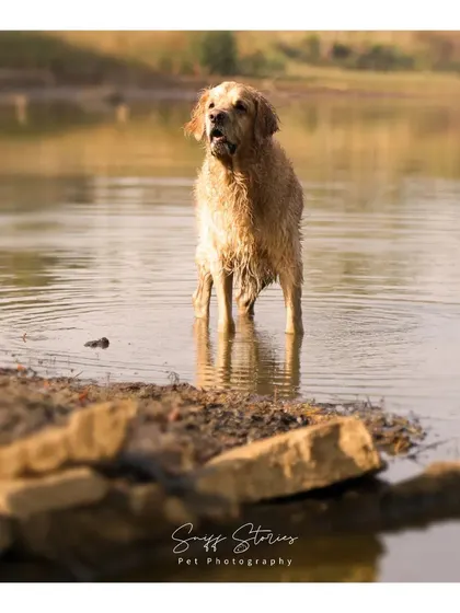 A Golden Retriever stands alert in the water, looking off into the distance. The warm, golden hour light and serene setting create a beautiful, contemplative portrait that highlights the dog's gentle nature.
