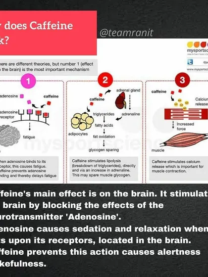 A scientific breakdown of how caffeine affects the brain, fat cells, and muscles to improve performance and delay fatigue.