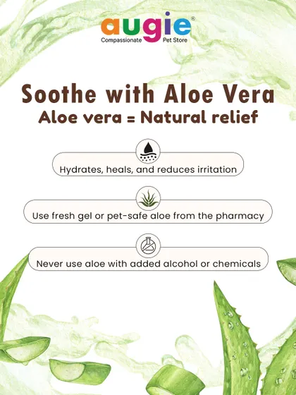 Aloe vera provides natural relief for sunburn. It hydrates, heals, and reduces irritation. Always use fresh gel or a pet-safe aloe product without any added alcohol or chemicals.