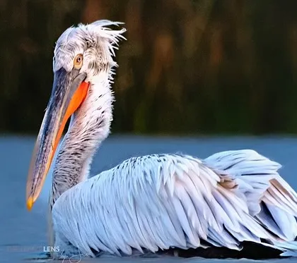 A close-up portrait of the Dalmatian Pelican. The early morning light catches the texture of its feathers and the bright orange of its pouch, revealing the unique character of this large water bird.