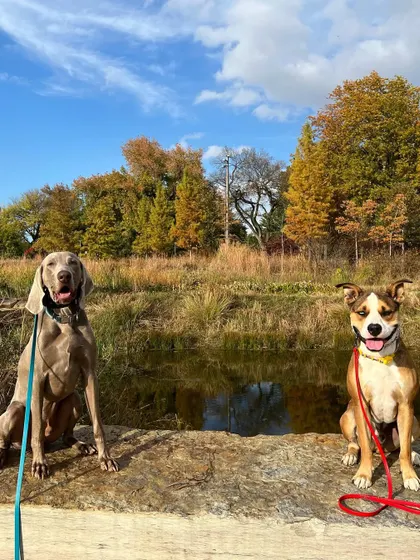 Jax the Weimaraner, posing with a friend after his bootcamp. He was a stubborn boy with some possessive issues, but we nipped that in the butt.
