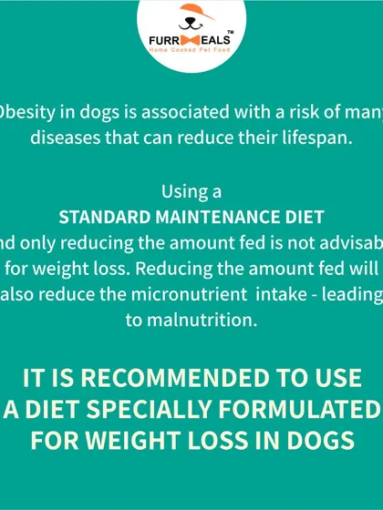 This collection of infographics and product shots provides a comprehensive guide to understanding, preventing, and managing dog obesity with my specialized diet plans and responsible treating tips.