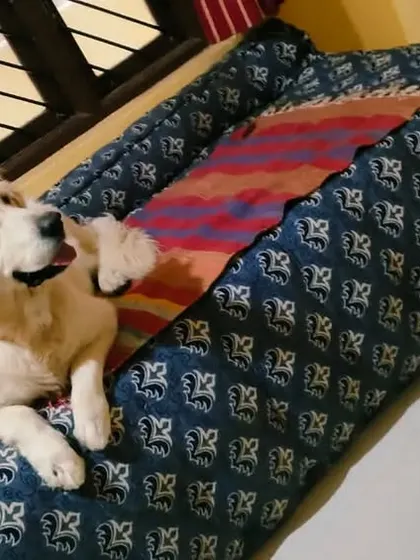 This little Golden Retriever puppy has claimed the dog bed by the window as his personal throne.