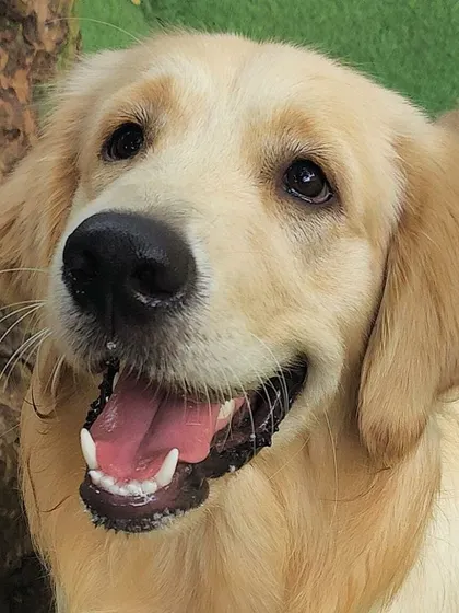This Golden Retriever looks so happy and content while resting near a tree. Our yard has plenty of shady spots for relaxing.