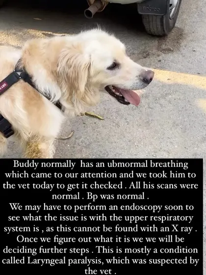 A composite image explaining Buddy's abnormal breathing and the need for further tests.