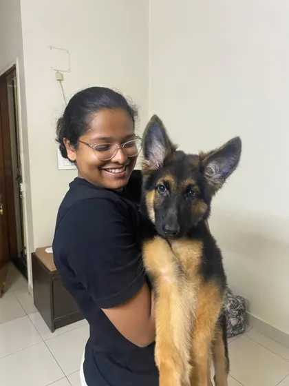 This German Shepherd puppy is all ears and full of curiosity. I love working with intelligent breeds and providing them with the engagement and structure they thrive on.
