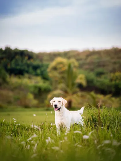This majestic Labrador stands alert in a field of tall grass, a perfect portrait of a dog in its element. Capturing these moments of calm before they dash off again is always a rewarding challenge!