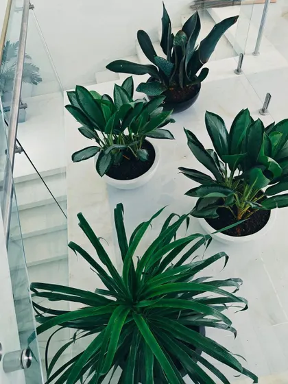 An overhead view of a stunning indoor plant arrangement on a marble staircase landing. The deep green foliage of different plant varieties creates a beautiful contrast against the white stone.