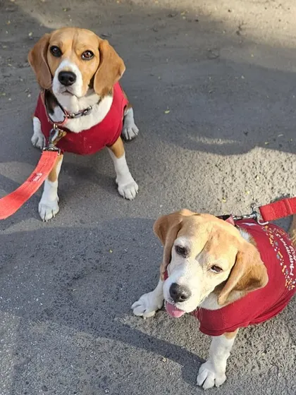 A pair of beagles in matching red sweaters, looking alert and ready for an adventure. They boarded with me for a few months and brought so much joy.