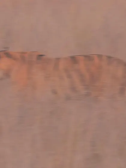 The magnificent tiger would have been just a fading blur in history had it not been for its adaptability and tremendous conservation efforts. This intentionally blurred image represents the ghost-like presence of the tiger, a creature that can vanish into its landscape in an instant.