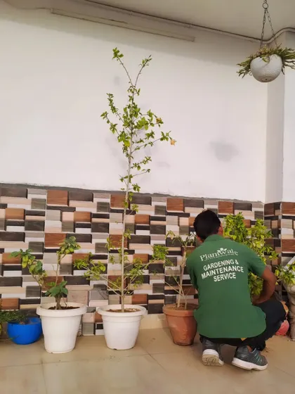 A member of our maintenance team tending to a client's terrace garden. We offer regular maintenance services to keep your plants healthy and your green space looking its best.