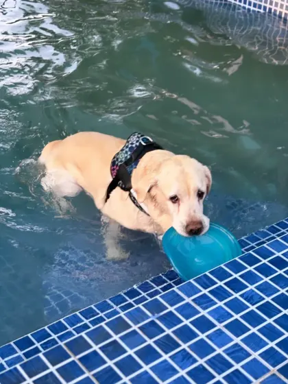 This Labrador is enjoying a game of fetch right in the pool, retrieving his favorite water toy.