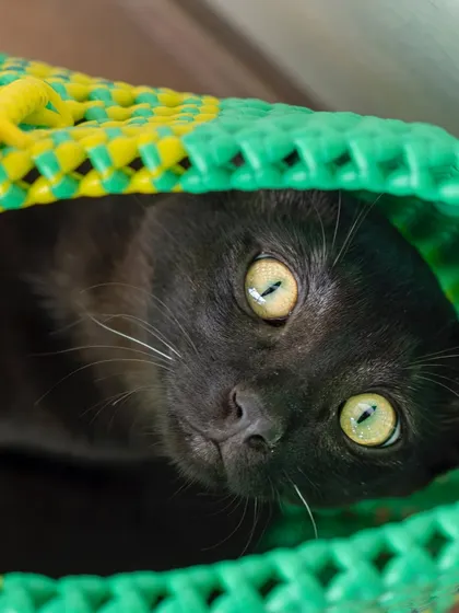 A black cat peeking out from a colorful basket. Using everyday items as props can lead to fun and creative shots.