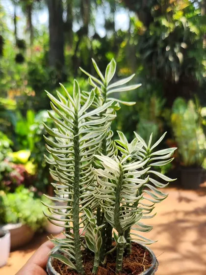 This variegated Pedilanthus has a unique zigzag stem and striking white and green foliage. It's a type of succulent that adds architectural interest.