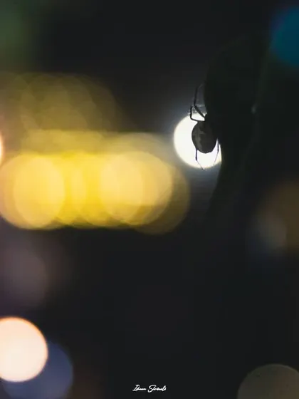 A silhouette of a spider against the colorful bokeh of Diwali lights. This image captures the festive atmosphere by using the out-of-focus lights to create a vibrant, celebratory background for a tiny subject.