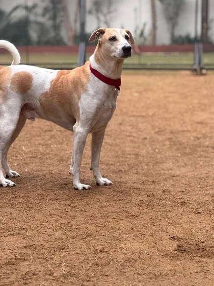 The noble and handsome Yoda, an Indie who is a cherished member of our Pack-9 family.