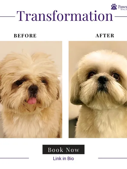 This Shih Tzu's face went from hidden to handsome. Our groomers expertly trimmed the facial hair to reveal its bright eyes and happy tongue, showcasing a clean and cheerful transformation.