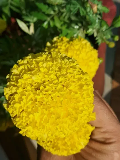 Holding a yellow marigold to show its size.