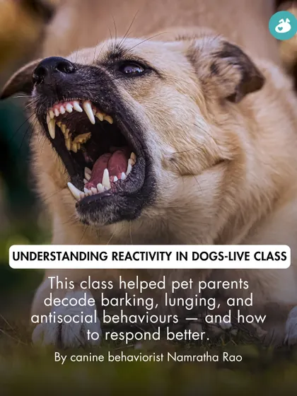 Reactivity in dogs, characterized by barking, lunging, and antisocial behaviors, was the focus of this live class. We helped pet parents decode these triggers and learn how to respond more effectively to create calmer interactions.