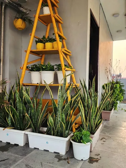We use creative solutions like this ladder shelf to add vertical interest and display smaller pots in a terrace garden, maximizing the greenery in a small footprint.