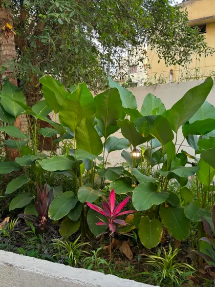 A lush planting of Calathea Lutea, with a pop of red from a Cordyline plant. This combination of colors and textures creates a vibrant and dynamic garden bed.