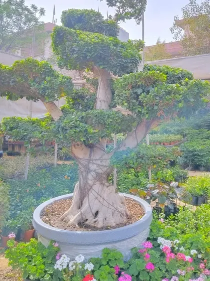 Another look at a Ficus microcarpa 'multiball' bonsai, surrounded by colourful seasonal flowers. It shows how these structured trees can anchor a garden bed.