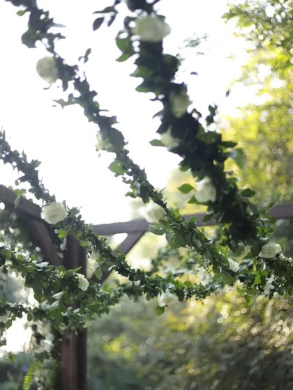 A view from below the ceremony arch, with the sun filtering through the delicate white roses and green vines.