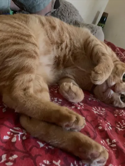 Ziggy asking for belly rubs with this pose. He's a total cuddle monster.