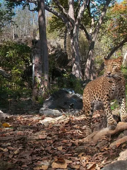 Proving that these trails are used by multiple species, a leopard cautiously inspects the tiger's scent mark. This interaction highlights the complex, overlapping territories within the jungle ecosystem.