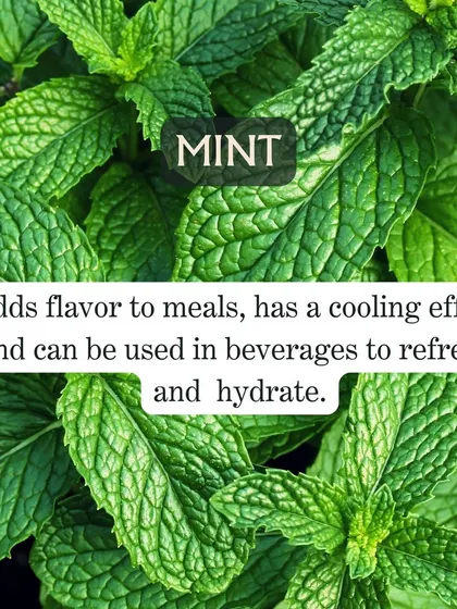 Mint is a fantastic summer herb. It adds refreshing flavor to drinks and salads and has a natural cooling effect that helps you feel refreshed and hydrated. (Duplicate images 30 removed).