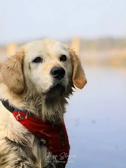 The soulful gaze of a senior dog. This beautiful Golden Retriever, enjoying a calm moment in the water, has eyes that tell a story of a life full of love and loyalty. We cherish capturing these wise and gentle souls.