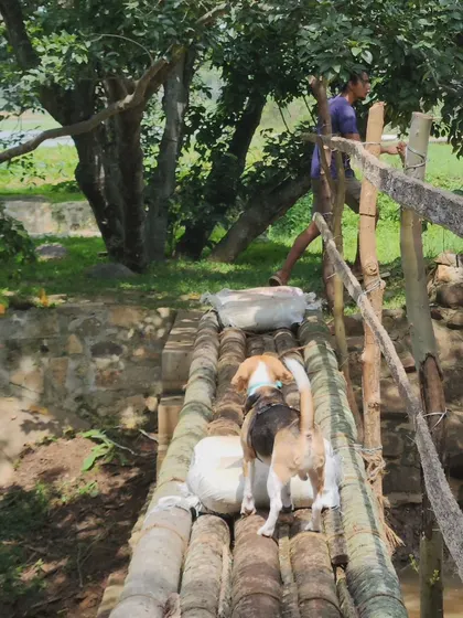 Candid moments from our farm outing. These events provide a safe and enriching environment for dogs to socialize, swim, and explore off-leash.