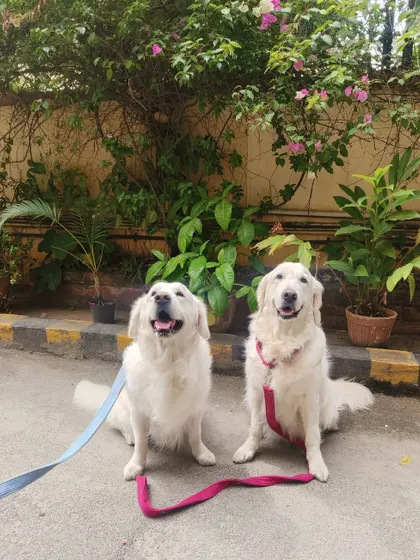 A beautiful Sunday spent with this fun bunch of Golden Retrievers. Seeing them happy and smiling makes my job the best in the world.