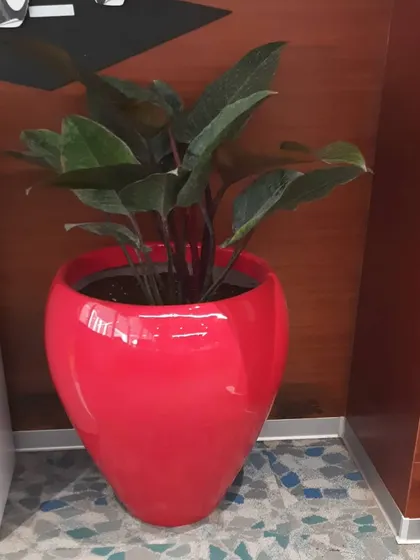A vibrant red planter holding a dark-leafed Homalomena. The contrast between the planter and the plant creates a bold focal point in any room.