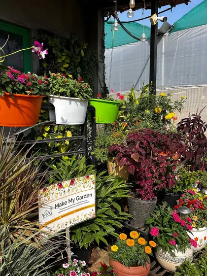 Our nursery entrance celebrating the spirit of Independence Day. The arrangement of colorful flowering plants naturally creates a beautiful tricolor display, showing how nature celebrates with us.